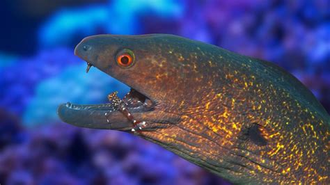 13 Most Dangerous Fish, Eels and Sharks.